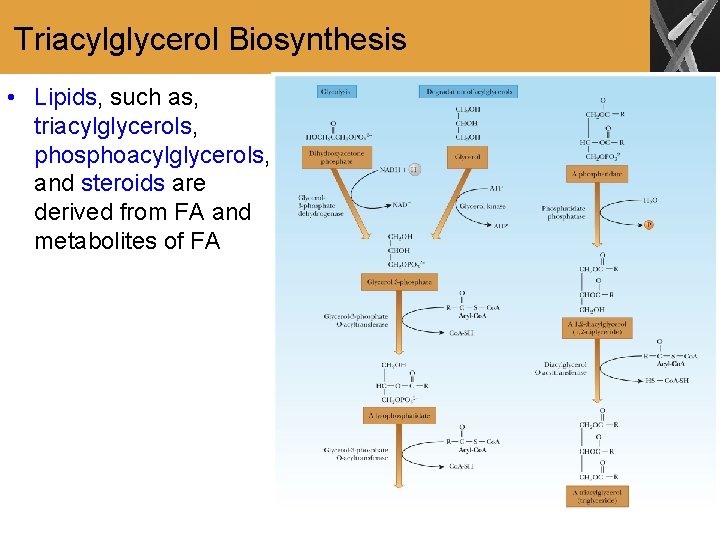 Triacylglycerol Biosynthesis • Lipids, such as, triacylglycerols, phosphoacylglycerols, and steroids are derived from FA