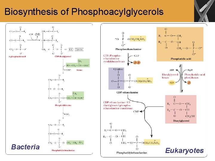 Biosynthesis of Phosphoacylglycerols Bacteria Eukaryotes 