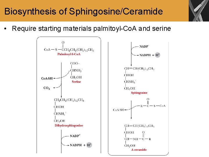 Biosynthesis of Sphingosine/Ceramide • Require starting materials palmitoyl-Co. A and serine 