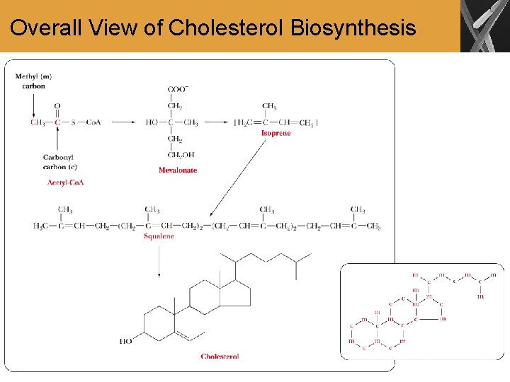 Overall View of Cholesterol Biosynthesis 