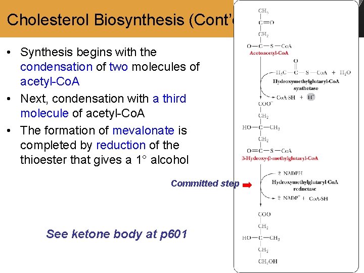 Cholesterol Biosynthesis (Cont’d) • Synthesis begins with the condensation of two molecules of acetyl-Co.