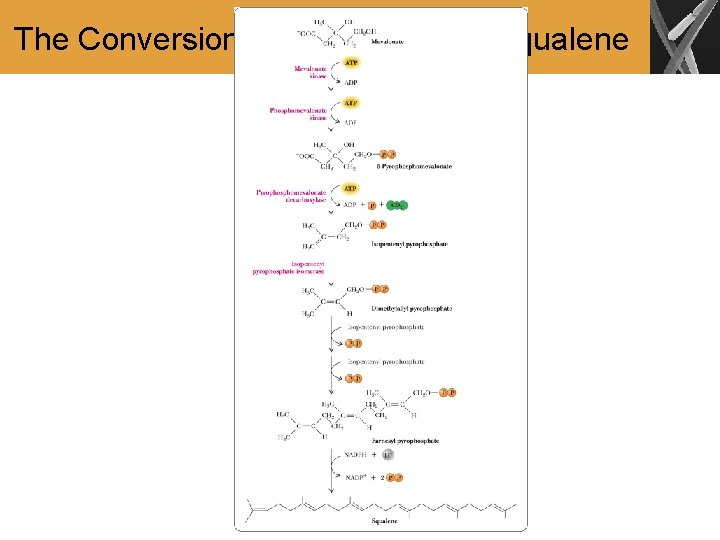 The Conversion of Mevalonate to Squalene 