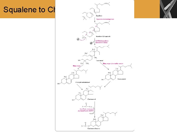 Squalene to Cholesterol 
