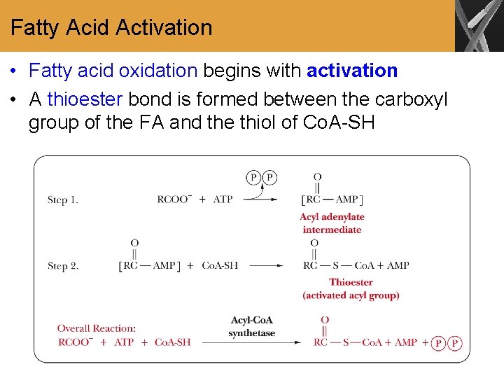 Fatty Acid Activation • Fatty acid oxidation begins with activation • A thioester bond