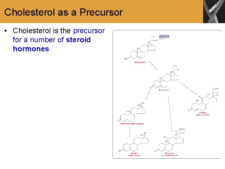 Cholesterol as a Precursor • Cholesterol is the precursor for a number of steroid