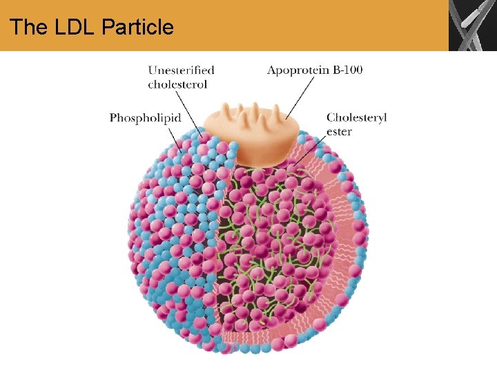 The LDL Particle 
