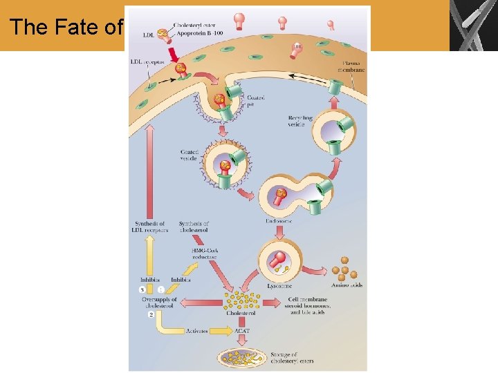 The Fate of Cholesterol 