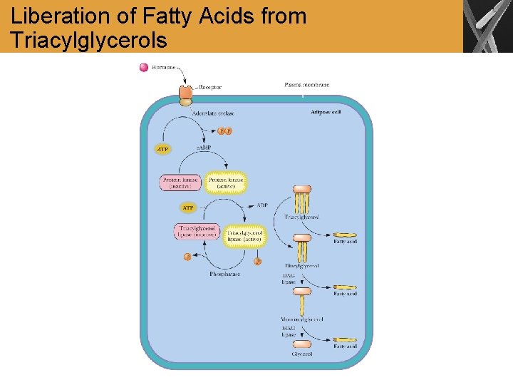Liberation of Fatty Acids from Triacylglycerols 