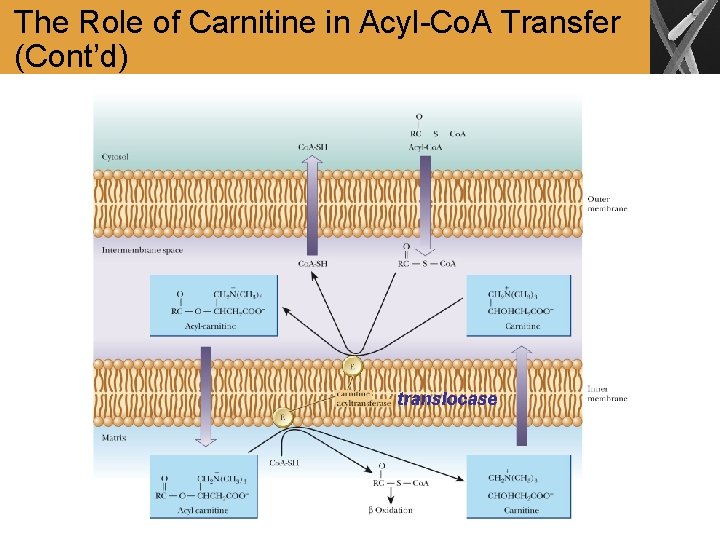 The Role of Carnitine in Acyl-Co. A Transfer (Cont’d) translocase 