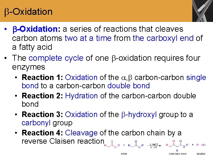  -Oxidation • -Oxidation: a series of reactions that cleaves carbon atoms two at