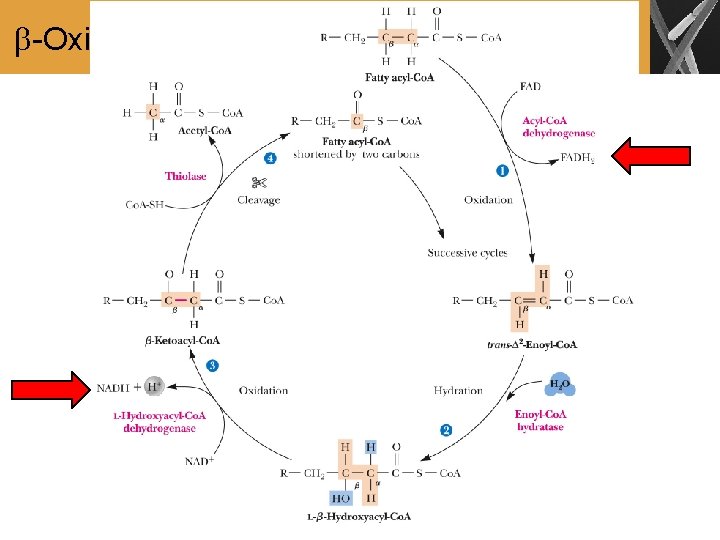  -Oxidation (Cont’d) 
