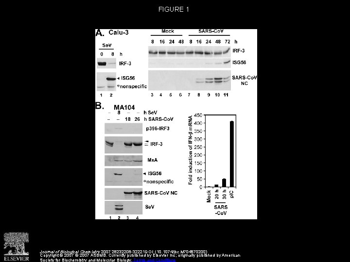 FIGURE 1 Journal of Biological Chemistry 2007 28232208 -32221 DOI: (10. 1074/jbc. M 704870200)
