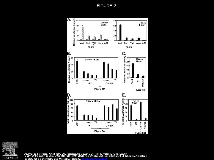 FIGURE 2 Journal of Biological Chemistry 2007 28232208 -32221 DOI: (10. 1074/jbc. M 704870200)