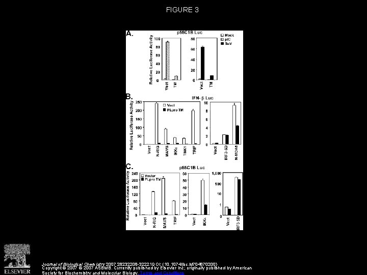 FIGURE 3 Journal of Biological Chemistry 2007 28232208 -32221 DOI: (10. 1074/jbc. M 704870200)