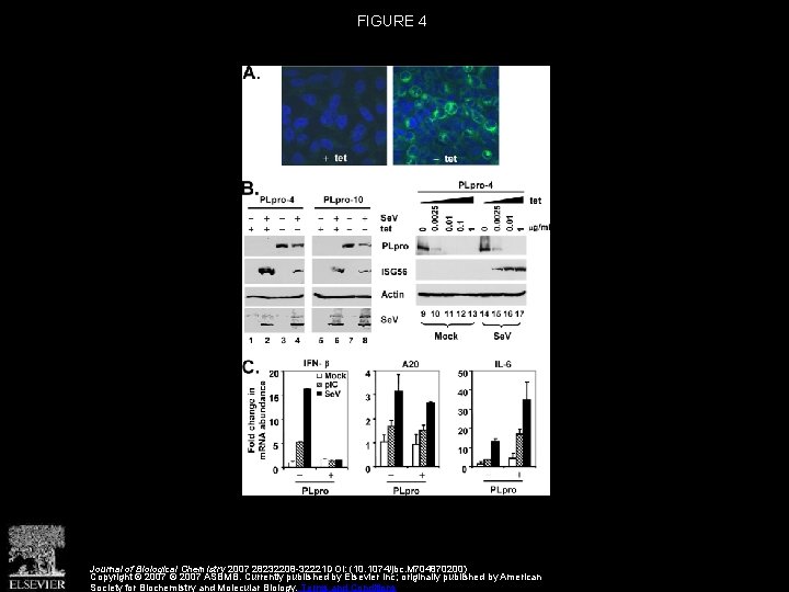 FIGURE 4 Journal of Biological Chemistry 2007 28232208 -32221 DOI: (10. 1074/jbc. M 704870200)
