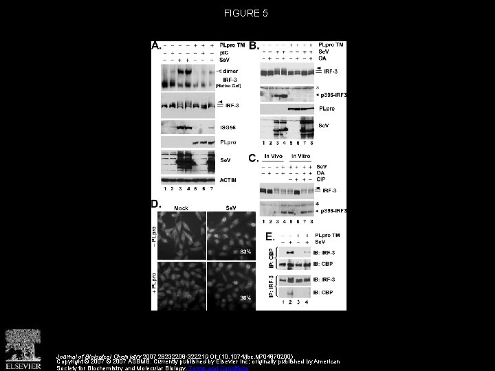 FIGURE 5 Journal of Biological Chemistry 2007 28232208 -32221 DOI: (10. 1074/jbc. M 704870200)