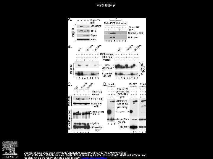 FIGURE 6 Journal of Biological Chemistry 2007 28232208 -32221 DOI: (10. 1074/jbc. M 704870200)