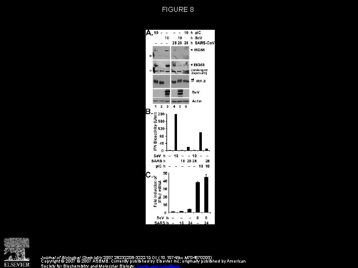 FIGURE 8 Journal of Biological Chemistry 2007 28232208 -32221 DOI: (10. 1074/jbc. M 704870200)