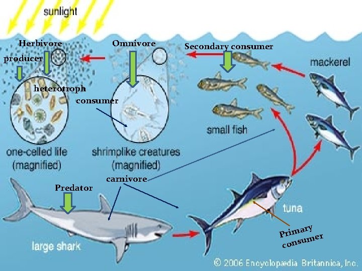 Herbivore Omnivore Secondary consumer producer heterotroph consumer Predator carnivore ary m i r P