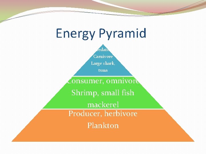 Energy Pyramid Predator, Carnivore Large shark, tuna Consumer, omnivore Shrimp, small fish mackerel Producer,