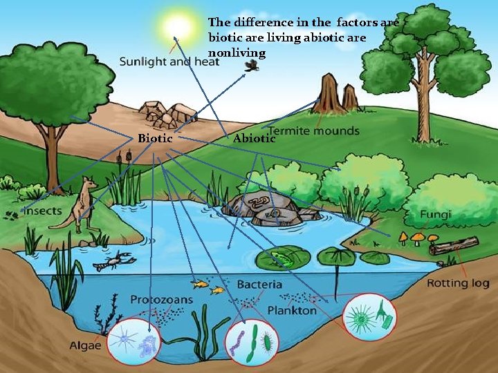 The difference in the factors are biotic are living abiotic are nonliving Biotic Abiotic