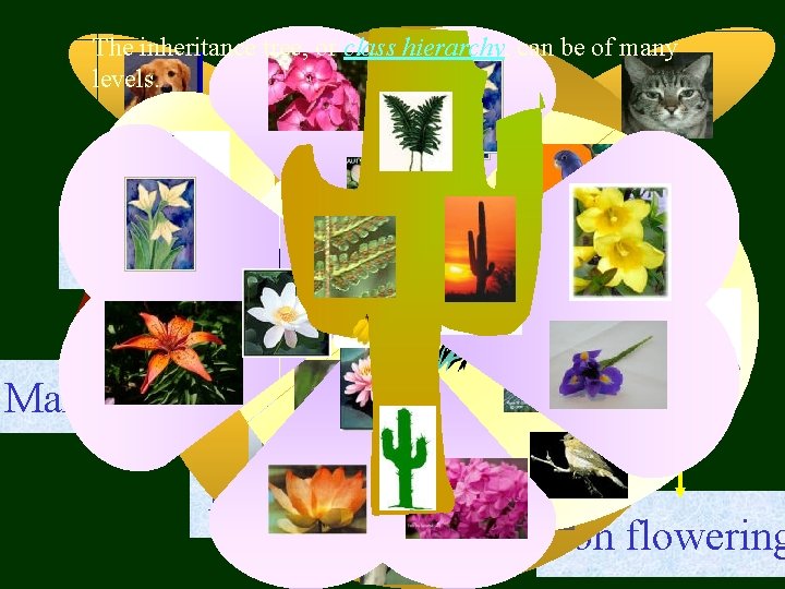 The inheritance tree, or class hierarchy, can be of many levels. Living things Animals