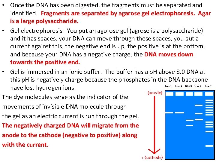  • Once the DNA has been digested, the fragments must be separated and