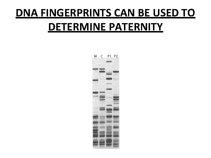 DNA FINGERPRINTS CAN BE USED TO DETERMINE PATERNITY 