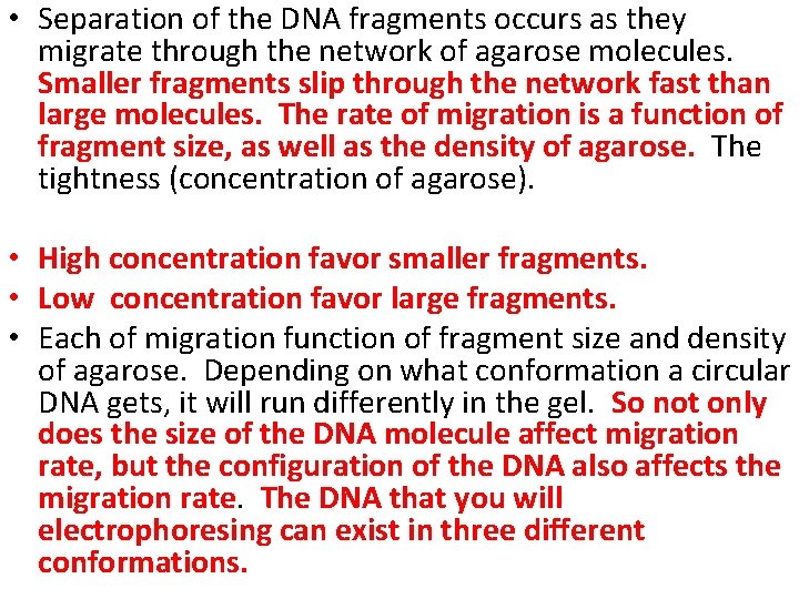  • Separation of the DNA fragments occurs as they migrate through the network