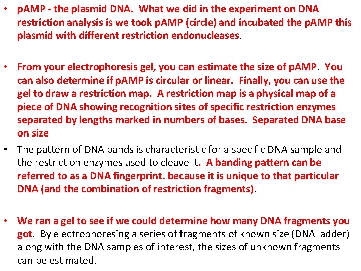  • p. AMP - the plasmid DNA. What we did in the experiment
