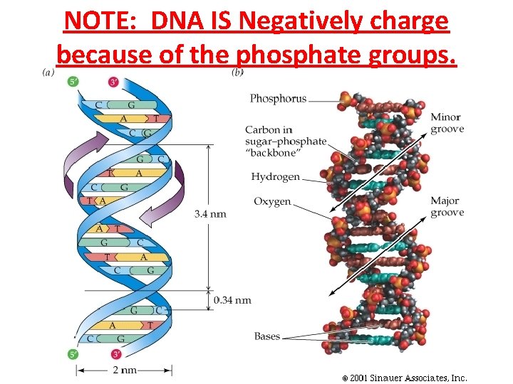 NOTE: DNA IS Negatively charge because of the phosphate groups. 