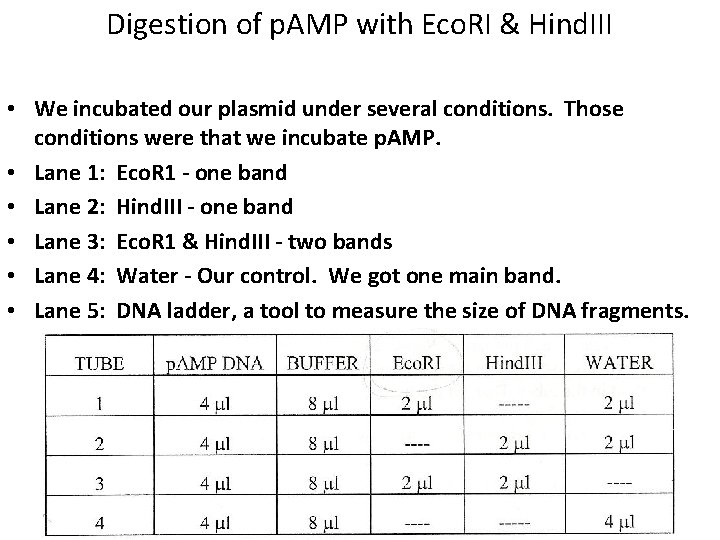 Digestion of p. AMP with Eco. RI & Hind. III • We incubated our