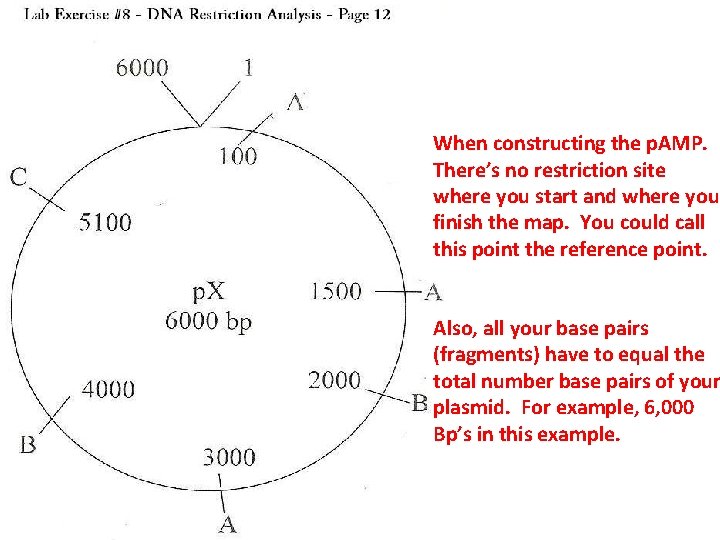When constructing the p. AMP. There’s no restriction site where you start and where