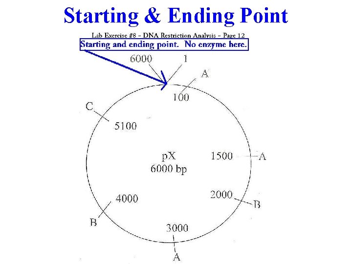 Starting & Ending Point 