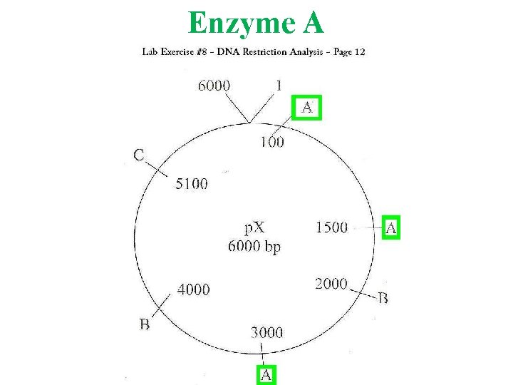 Enzyme A 