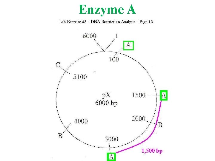 Enzyme A 