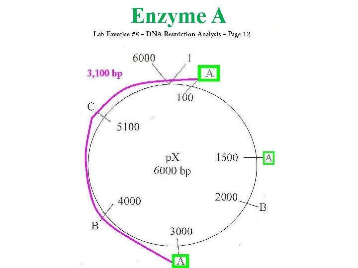 Enzyme A 