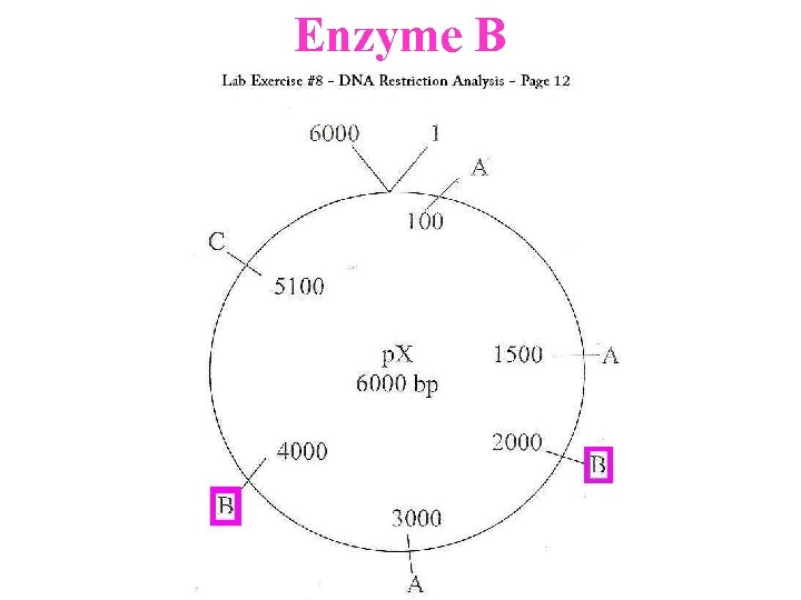 Enzyme B 
