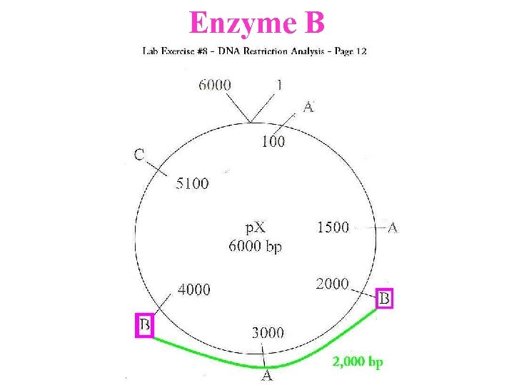 Enzyme B 