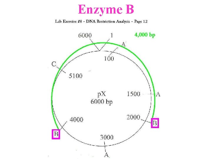 Enzyme B 