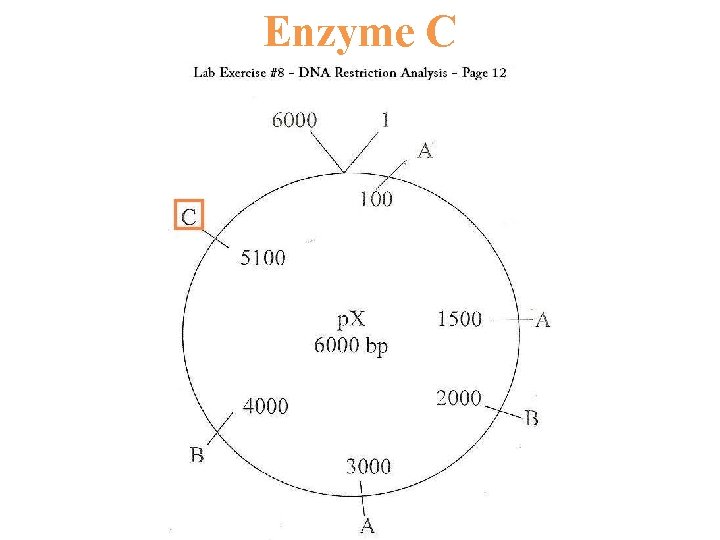 Enzyme C 