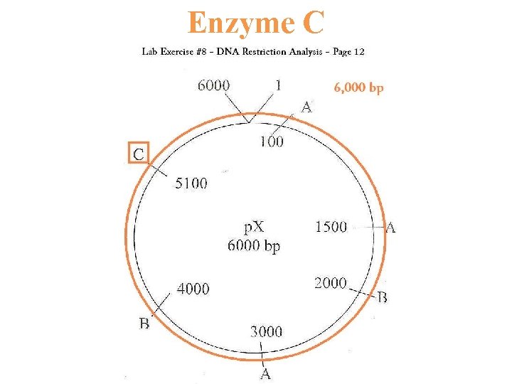 Enzyme C 