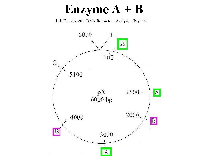 Enzyme A + B 