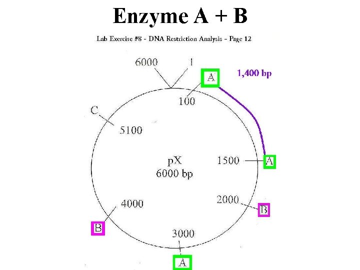 Enzyme A + B 