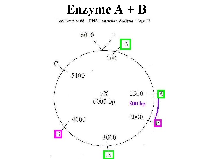 Enzyme A + B 