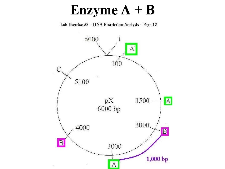 Enzyme A + B 