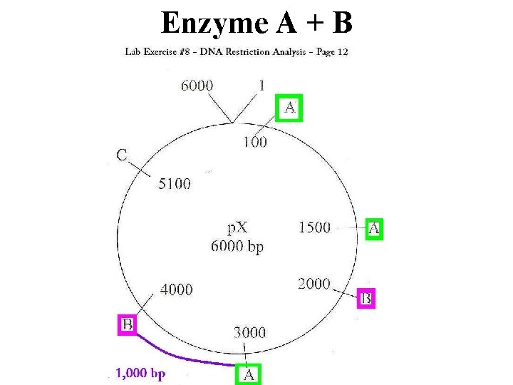 Enzyme A + B 