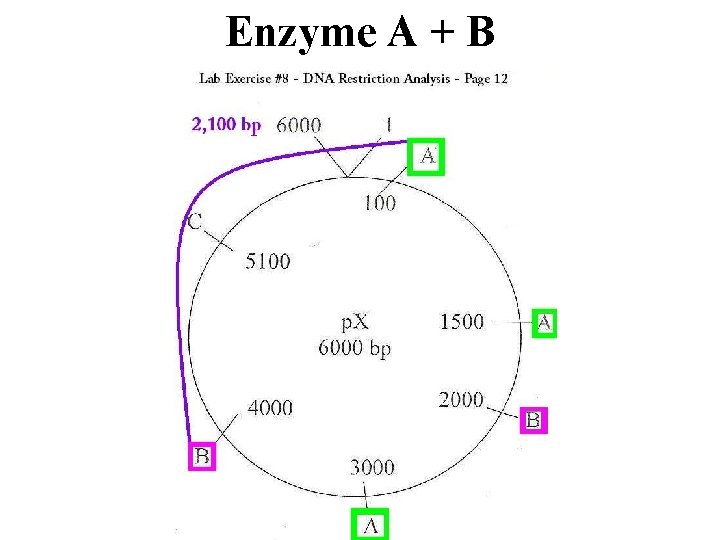 Enzyme A + B 