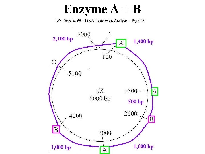 Enzyme A + B 