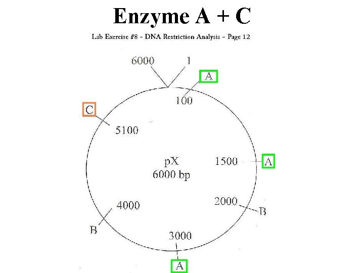 Enzyme A + C 